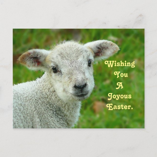 Sweet Lamb Helg Vykort (Framsida)