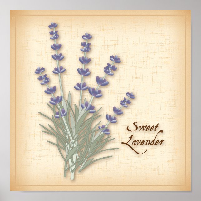 Sweet Lavender Poster (Framsidan)
