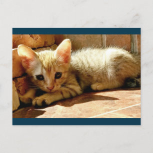 Sweet Ledsen Kitten Vykort