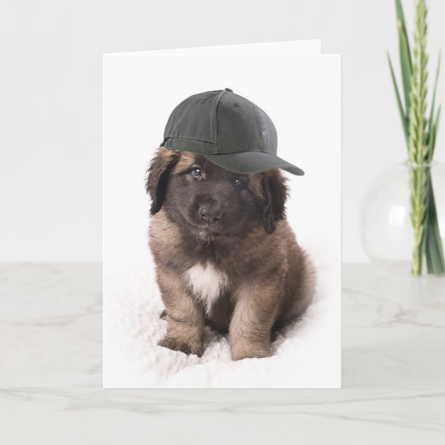 Sweet Leonberger dog puppy with a cap Kort (Framsida)