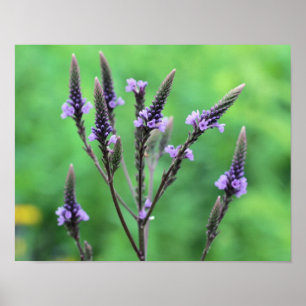 Sweet Lila Vervain Wildblomma Poster