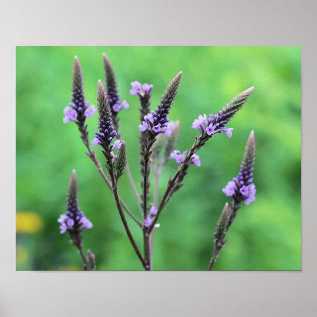 Sweet Lila Vervain Wildblomma Poster (Framsidan)