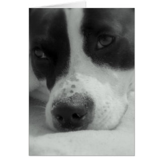 Sweet Maggie OBS Kort