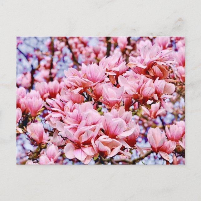 Sweet Magnolia - Vår är här Vykort (Framsida)
