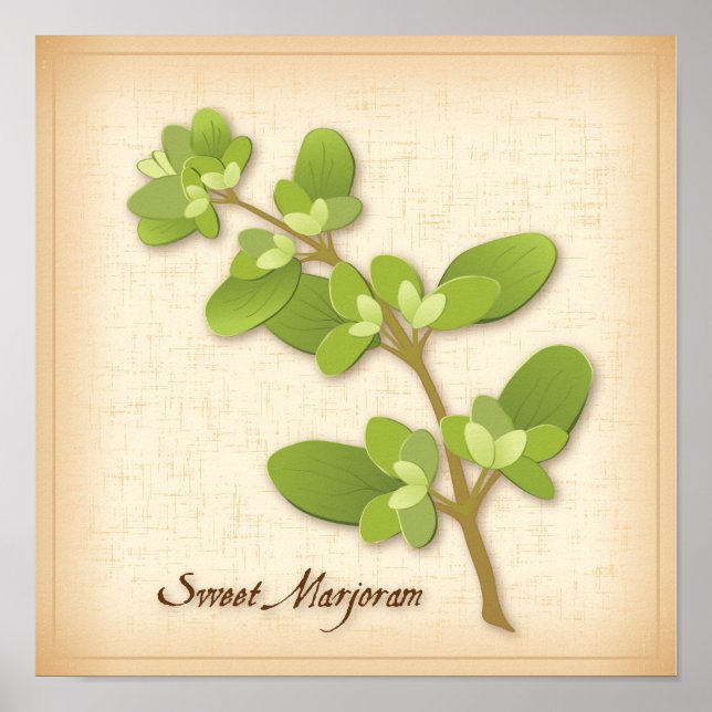 Sweet Marjoram Herb Poster (Framsidan)