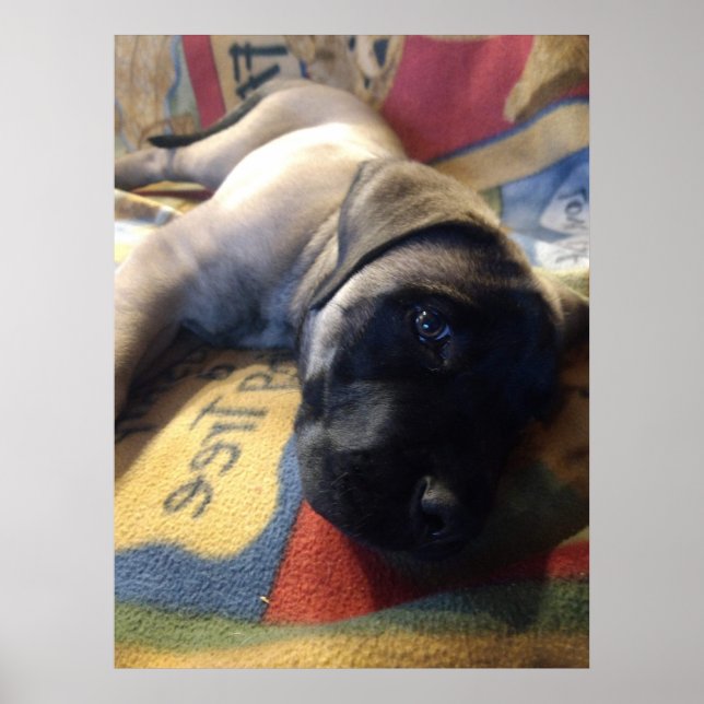 Sweet Mastiff Puppy Poster (Framsidan)