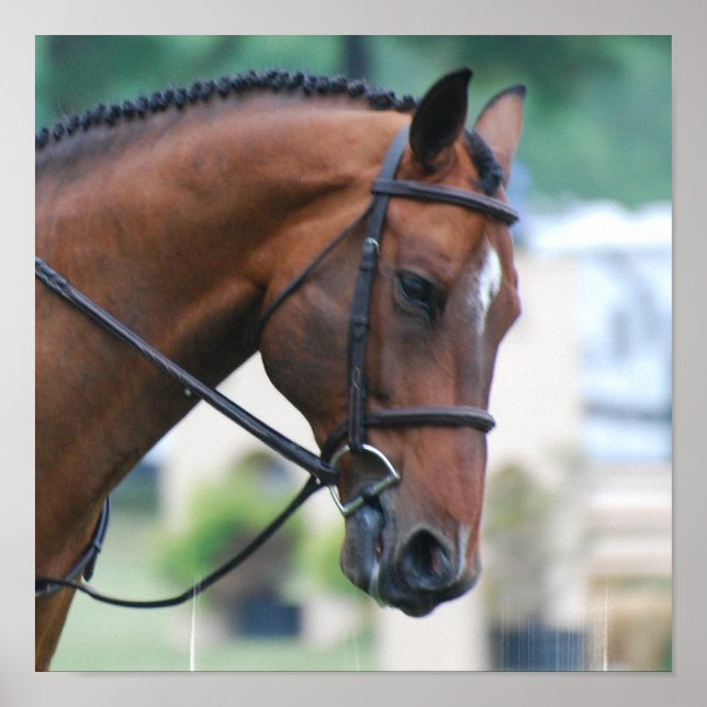 Sweet Morgan Horse Poster (Framsidan)