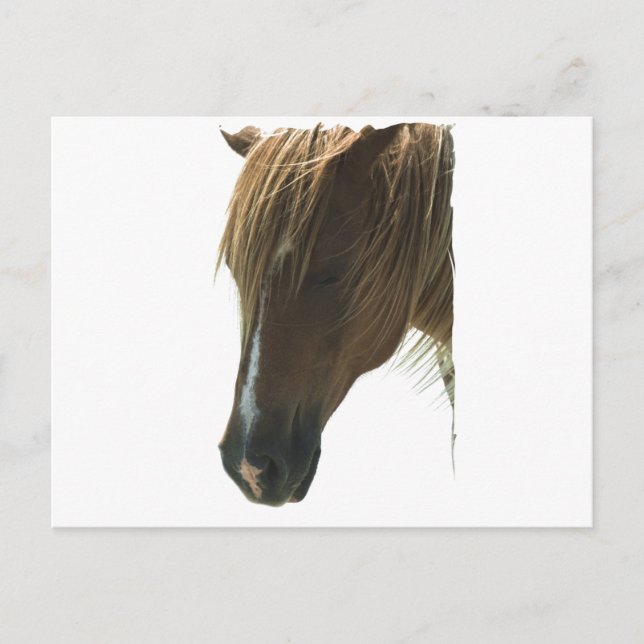 Sweet Mustang Horse Postcard Vykort (Framsida)