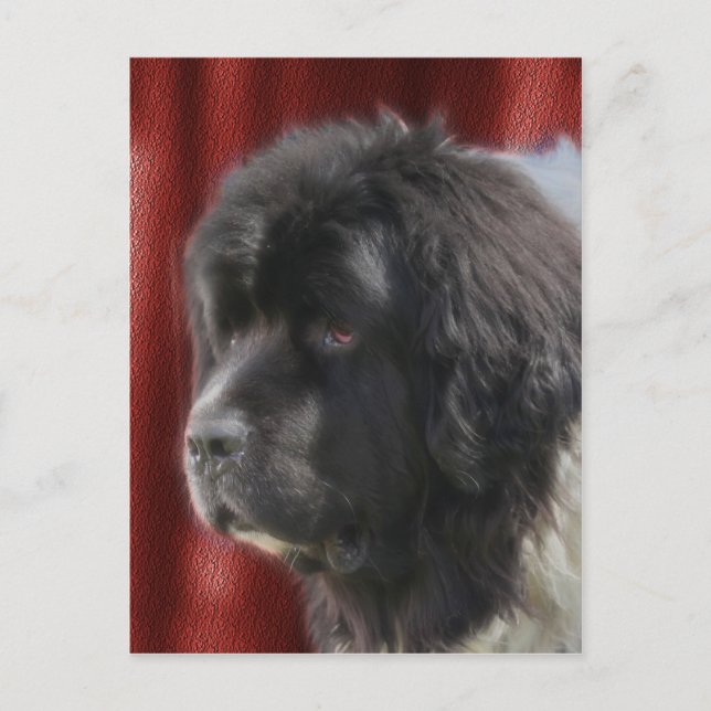 Sweet Newfoundland Hund Ansikte Vykort (Framsida)