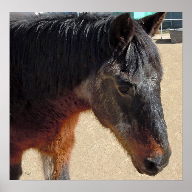 Sweet Old Pony Horse - Horses and Ponies Poster (Framsidan)
