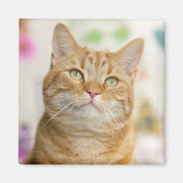 Sweet Orange Tabby katt Magnet