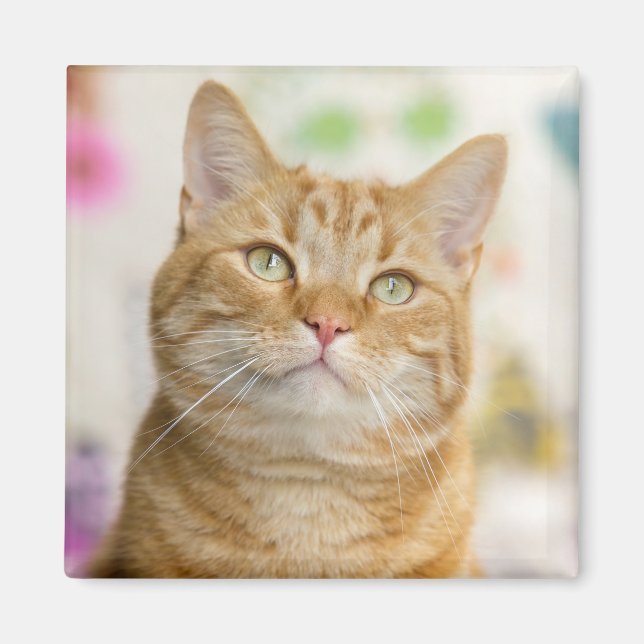 Sweet Orange Tabby katt Magnet (Framsidan)