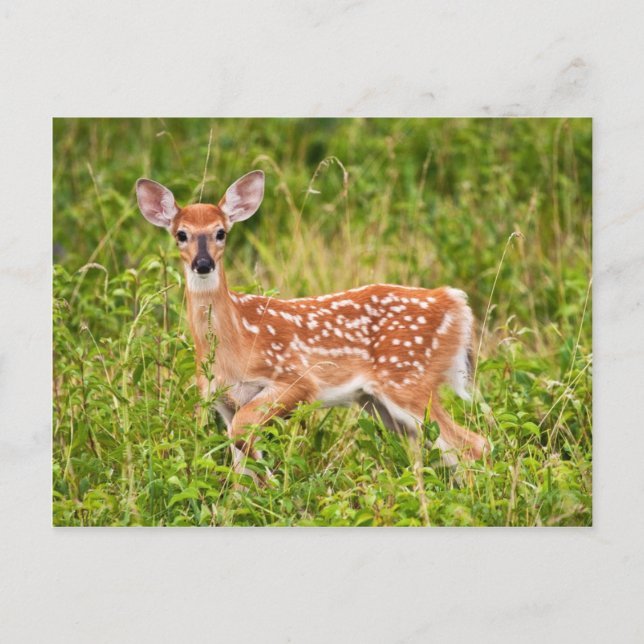 Sweet Oskuld Vykort (Framsida)