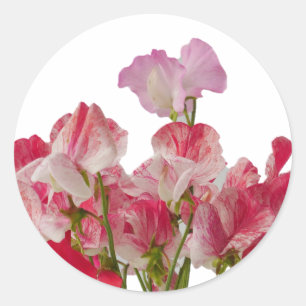 Sweet Pea Flowers Sticker Runt Klistermärke