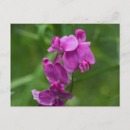Sweet Pea Söt Rosa Wildblommor Postcard Vykort