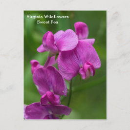 Sweet Pea Virginia Rosa Wildblommor Postcard Vykort