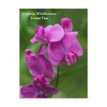 Sweet Pea Virginia Rosa Wildblommor Postcard