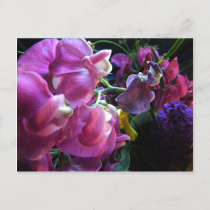 Sweet Pea Vykort