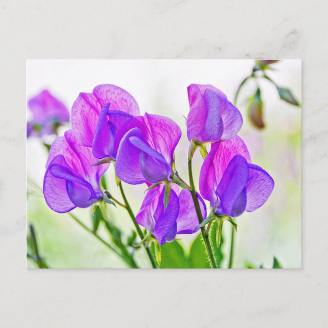 Sweet Pea Vykort (Framsida)