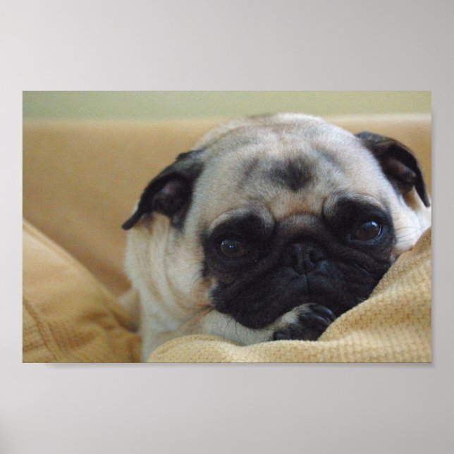 Sweet Pug Poster (Framsidan)