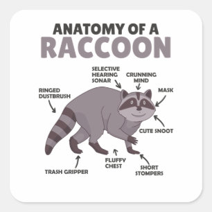 Sweet Raccoon förklaring Anatomy of a Raccoon Fyrkantigt Klistermärke