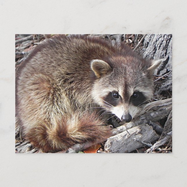 Sweet Raccoon Vykort (Framsida)