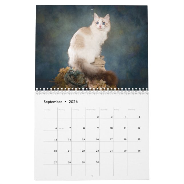 Sweet Ragdoll Kittens Calendar Kalender (Sep 2026)