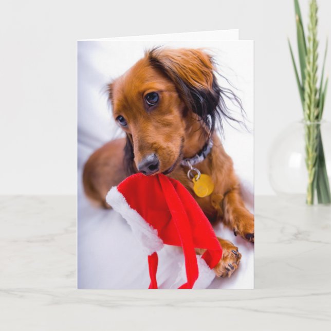 Sweet Red Long Hair Dachshund Helgkort (Framsida)