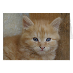 Sweet Red Tabby Tomcat Kitten Hälsningskort