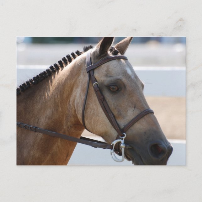 Sweet Roan Pony Vykort (Framsida)