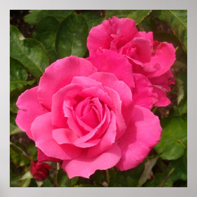 Sweet Rosa ros Poster (Framsidan)