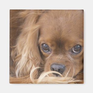 Sweet Ruby Cavalier Kung Charles Spain Magnet