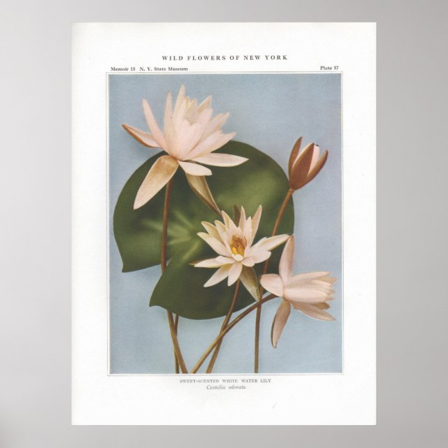 Sweet-Scented White Vatten Lily - Castalia odorata Poster (Framsidan)