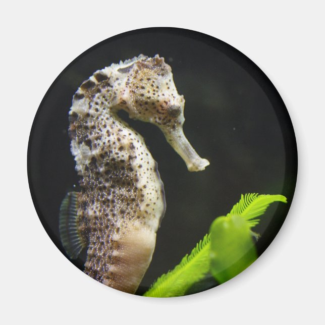 Sweet Seahorse Magnet (Framsidan)