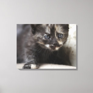 Sweet Shy Tortoiseshell Baby Canvastryck