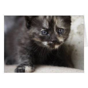 Sweet Shy Tortoiseshell Baby Hälsningskort