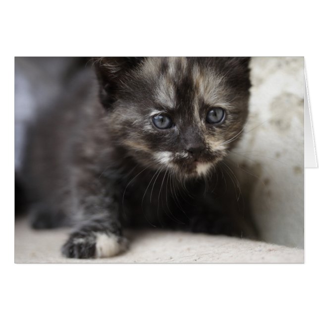 Sweet Shy Tortoiseshell Baby OBS Kort (Framsidan Horizontal)