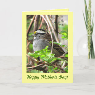 Sweet Sparrow för Mors dag Kort