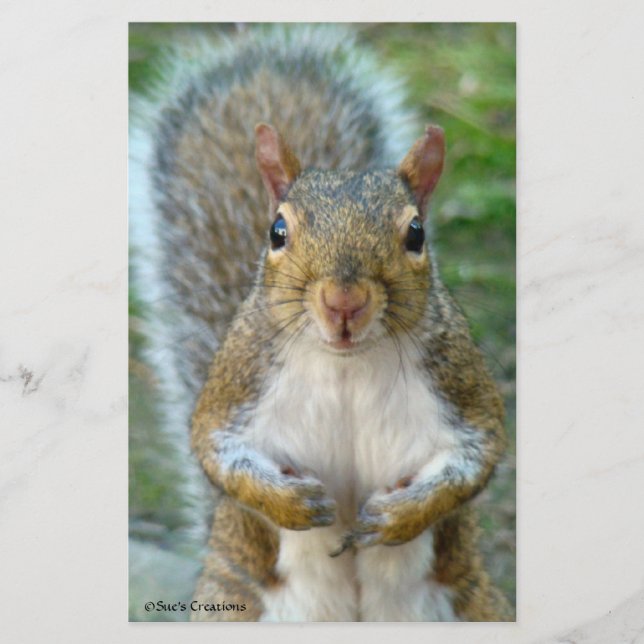 Sweet Squirrel Ansikte (Framsida)