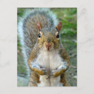 Sweet Squirrel Ansikte Vykort