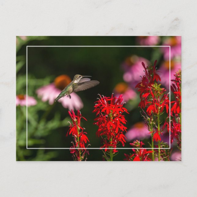 Sweet Summer Vykort (Framsida)