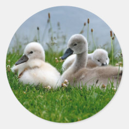 Sweet Svan Spädbarn - Sticker Runt Klistermärke