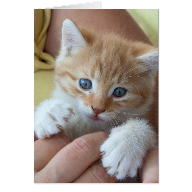 Sweet Tabby Baby Hälsningskort (Framsidan)