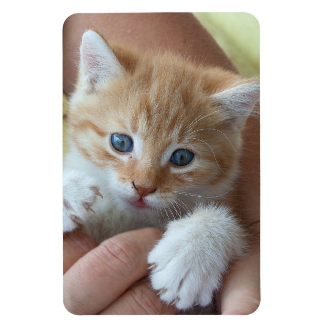 Sweet Tabby Baby Magnet (Vertikal)