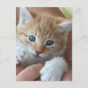 Sweet Tabby Baby Vykort