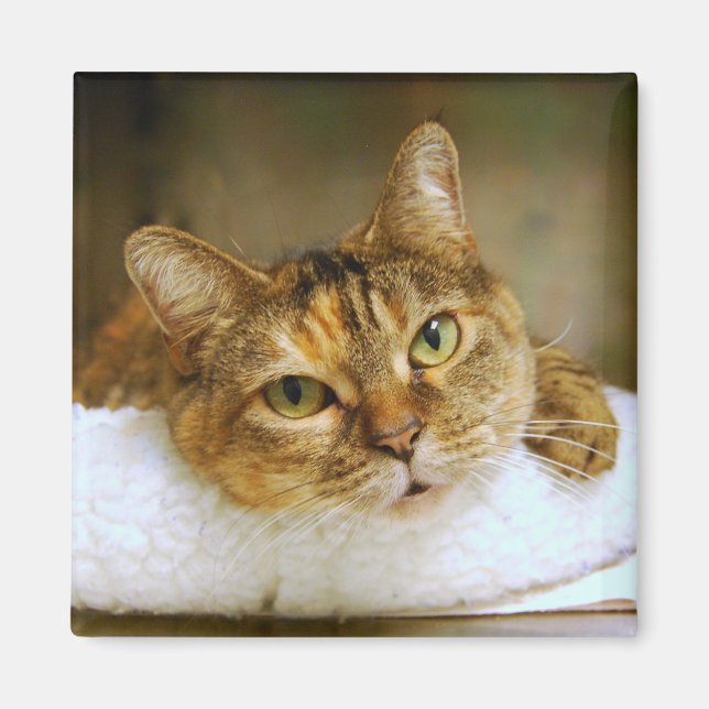 Sweet Tabby katt Magnet (Framsidan)