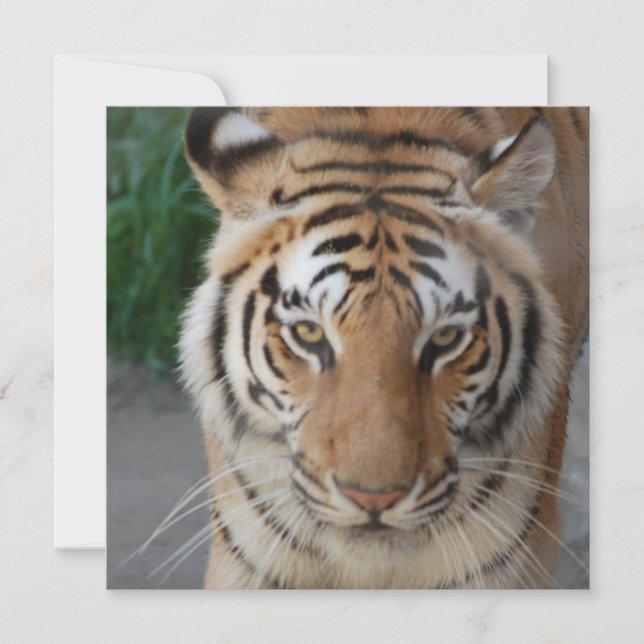 Sweet Tiger (Framsida)