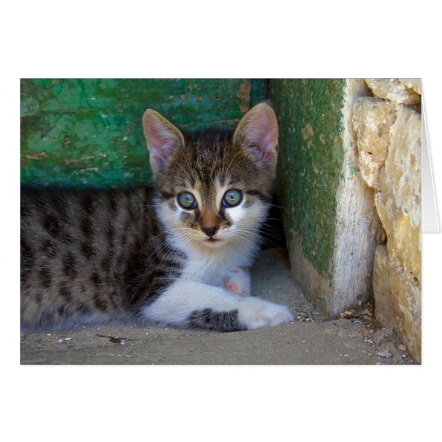 Sweet Tiger Cat Baby Hälsningskort (Framsidan Horizontal)