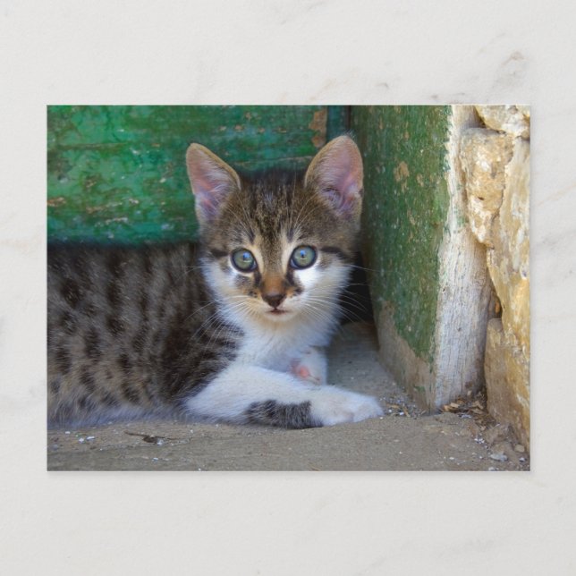 Sweet Tiger Cat Baby Vykort (Framsida)