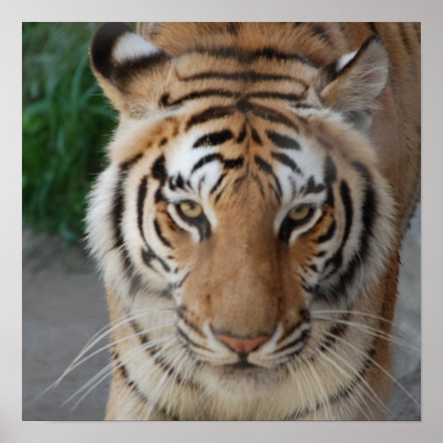 Sweet Tiger Poster (Framsidan)